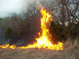 Tree Fire in Washington Utah